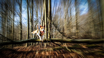 Dog, sweet, animal, dogs, cute, beautiful, puppys, puppy, pretty, animals, lovely HD wallpaper