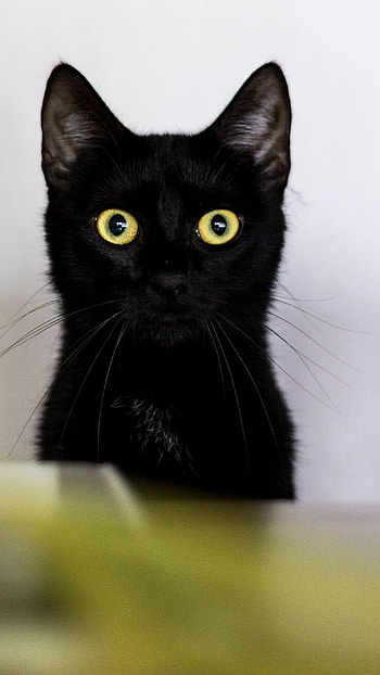 Black Cat, Cute, Black HD phone wallpaper