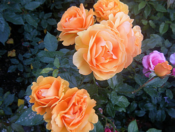 Flowers, Roses, Bush, Garden, Delicate, Gentle HD wallpaper