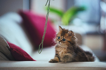 Animals, Fluffy, Kitty, Kitten, Room, Threads, Thread, Kid, Tot, Play HD wallpaper