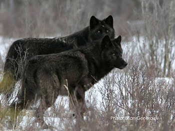 black wolves, white, timber, saying, black, wolves, , wolf, canislupus, howling, wolf art, wisdom HD wallpaper