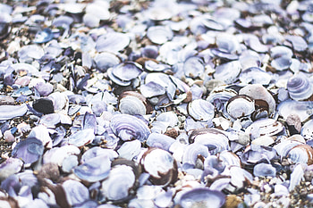 Nature, Sea, Shells, Shore, Bank HD wallpaper
