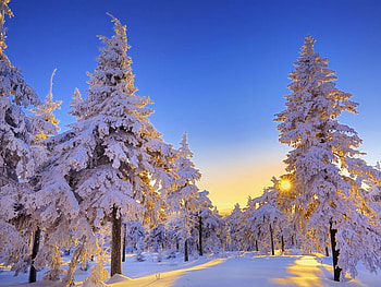 snowy spruces, winter, sunny, white, snow, trees HD wallpaper