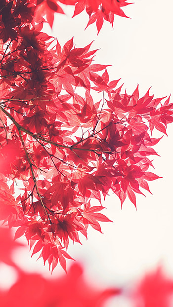 Maple tree, Nature's beauty, Golden hour, Serene lake HD phone wallpaper