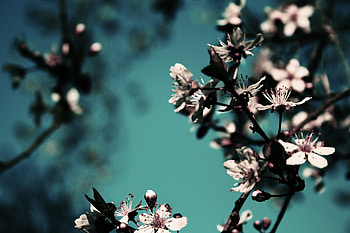 Flowers, Bloom, Flowering, Branch, Spring, Awakening HD wallpaper