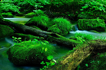 Nature, moss on rocks, big wood log, forest HD wallpaper