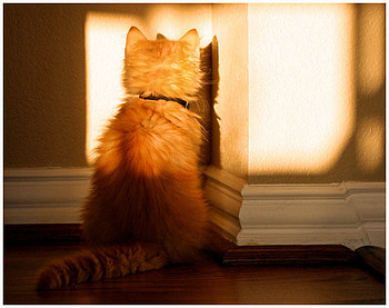 Bad Kitty, cats, cute, bad, animals HD wallpaper