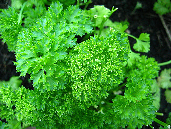 Parsley herb, Curled leaf variety, Burts Greenhouses, Wholesome and lush HD wallpaper