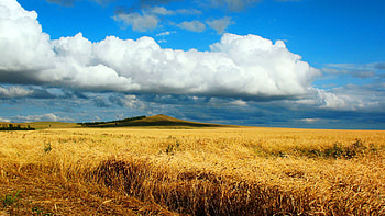 Field wheat autumn cleaning HD wallpaper