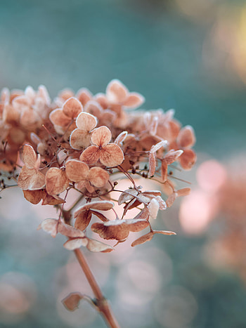 Flowers, Plant, Macro, Dry, Hydrangea HD phone wallpaper