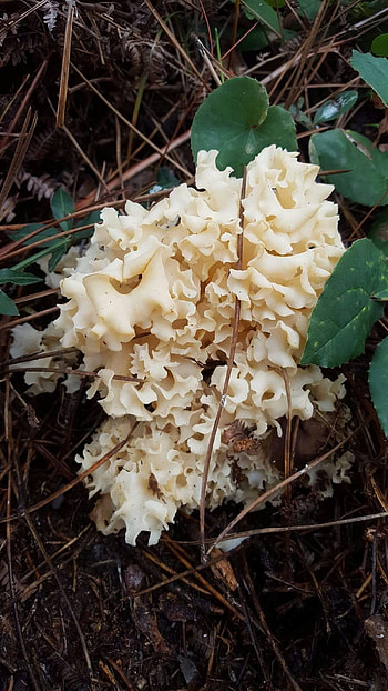 Sparassis crispa cauliflower fungus, Karnibahar mantari, Food HD phone wallpaper
