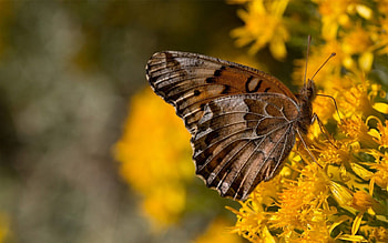 Flowers, Background, Macro, Butterfly, Wings HD wallpaper