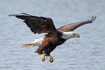 Bald Eagle, Slaughter subsidies, Federal support, Wind turbine impact HD wallpaper