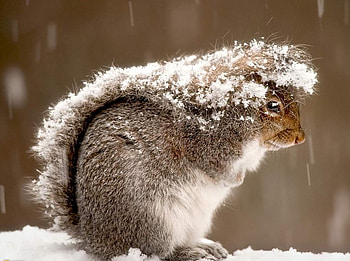hard times, winter, hard, snow, nature, squirrel HD wallpaper