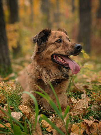 Funny, Animals, Grass, Dog, Pet, Animal, Protruding Tongue, Tongue Stuck Out HD phone wallpaper