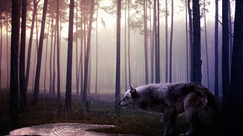 Wild Wolf, wild, wolf, predator, animals HD wallpaper