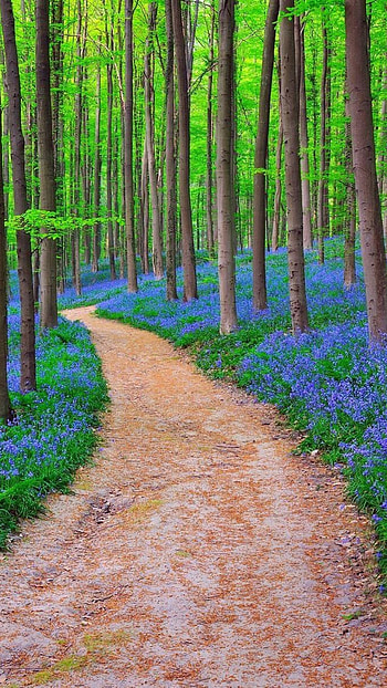 Belgium forest bluebells, Sony Xperia X XZ Z5 Premium HD phone wallpaper