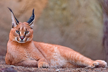 Animals, To Lie Down, Lie, Big Cat, Steppe Lynx, Caracal HD wallpaper