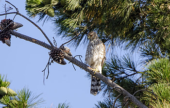 Animals, Feather, Bird, Branch, Predator, Falcon HD wallpaper