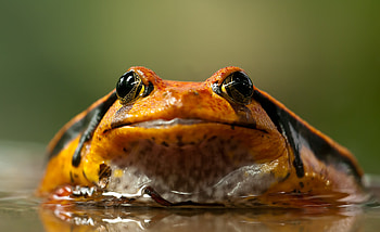 Animals, Eyes, Frog, Toad HD wallpaper
