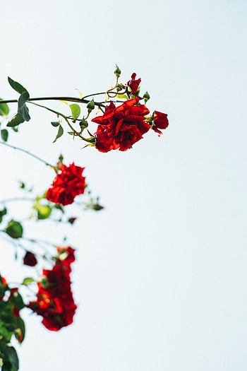 Flowers, Roses, Plant, Bloom, Flowering HD phone wallpaper