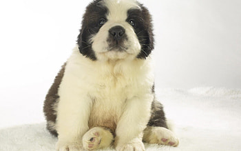 Dog, sweet, pay, dogs, puppies, cute, beautiful, beauty, playful, playful dog, puppy, dog face, pretty, animals, face, bubbles, lovely HD wallpaper