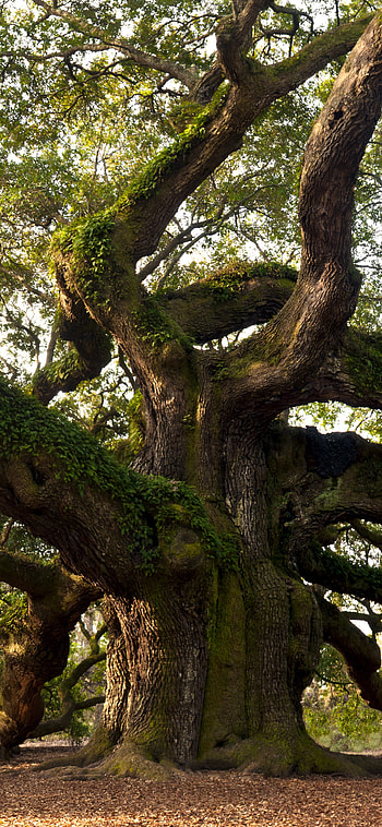 Earthly beauty, Angel oak tree, Majestic presence, Serene landscape HD phone wallpaper