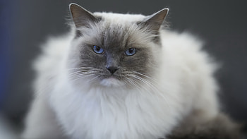 Cat ultra, Ultra , Ultra HD wallpaper