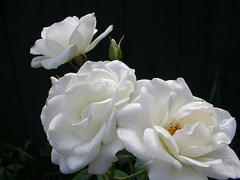 Rose White Iceberg, rose, white, iceberg, faded HD wallpaper