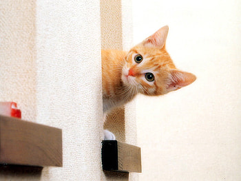 Domestic kitten, animal, kitten, cat, feline, pet HD wallpaper
