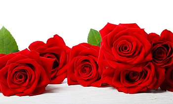 nature, flowers, roses, red HD wallpaper