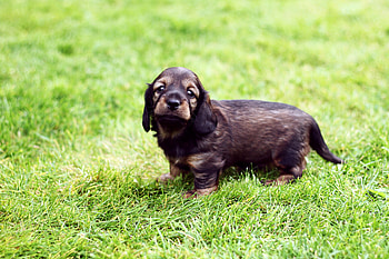 Animals, Grass, Dog, Muzzle, Puppy HD wallpaper