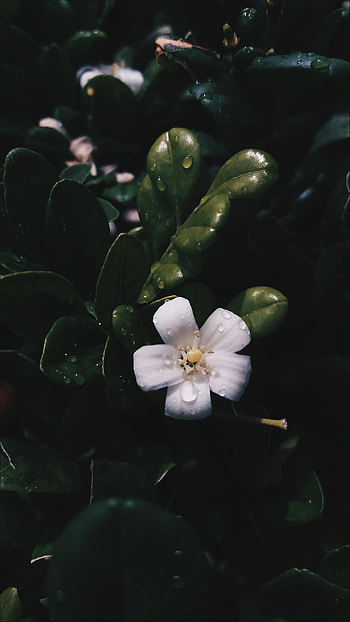 Flowers, Leaves, Flower, Bloom, Flowering, Spring HD phone wallpaper