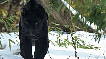 Black Panther, panther, black, animals, predator HD wallpaper
