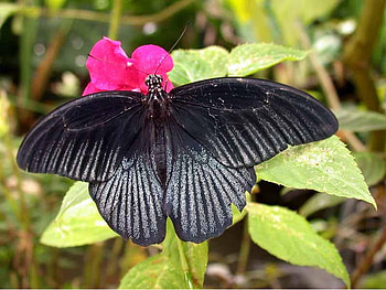 Butterfly, animal, leaves, flower HD wallpaper