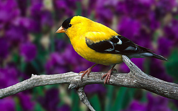 Animals, Birds HD wallpaper