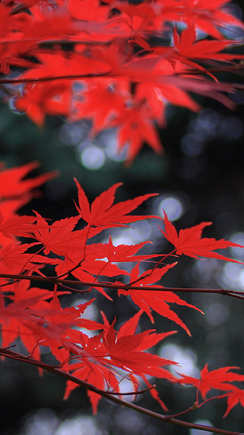 Vibrant red leaves, Samsung Galaxy S6 HD phone wallpaper