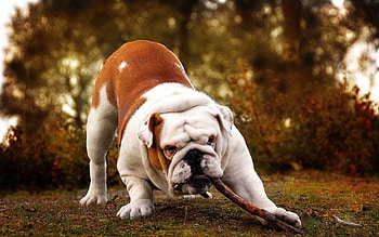 bulldog playing with a stick, bulldog, grass, stick, tree HD wallpaper
