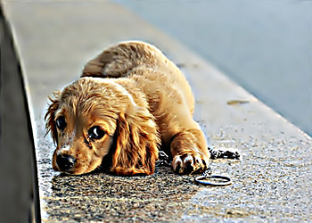 Dog, dogs, puppies, animals, beauty HD wallpaper