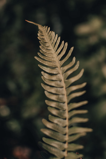 Plant, Macro, Fern, Close-Up, Leaflet HD phone wallpaper