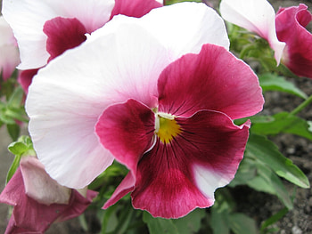 Plants, Flowers HD wallpaper