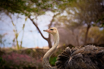 Ostrich profile, Beautiful bird, Zoo exhibit HD wallpaper