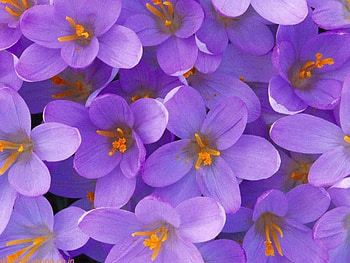 adi, nature, flowers HD wallpaper