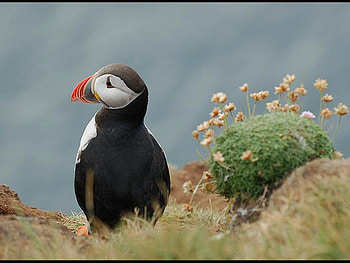 Beautiful Bird, cool, beautiful, bird HD wallpaper