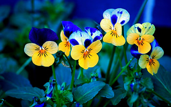 Plants, Flowers HD wallpaper