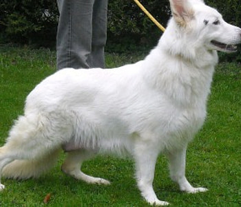 DIAMONDS MUM ZEETA, dog, white, shepherd, german HD wallpaper