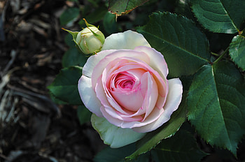 Flowers, Flower, Rose Flower, Rose, Bud, Garden, Sadovaya HD wallpaper
