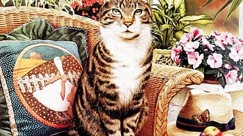 Cat, animal, pussy, kitty, purr HD wallpaper