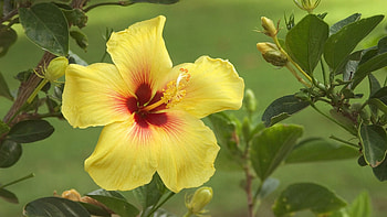 Beautiful nature , Flower graphy, Plant , Natural beauty HD wallpaper