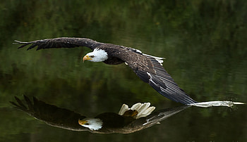 Bald Eagle, Touching the water, Aquatic elegance, Unique graph HD wallpaper